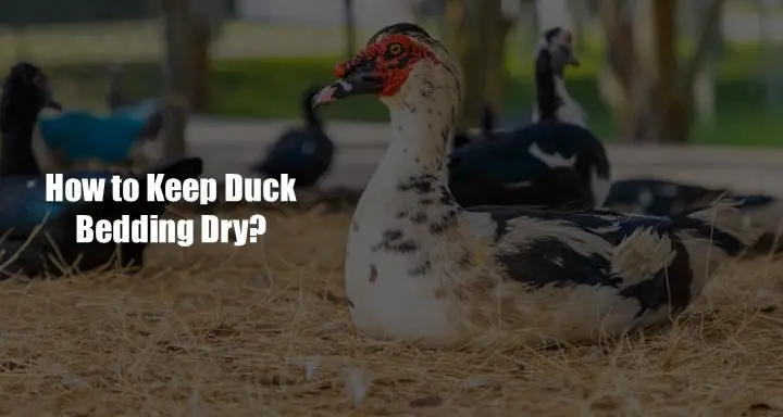How to Keep Duck Bedding Dry
