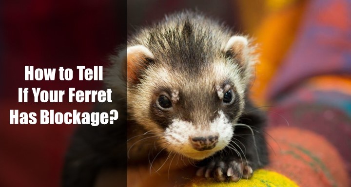 How to Tell If Your Ferret Has Blockage