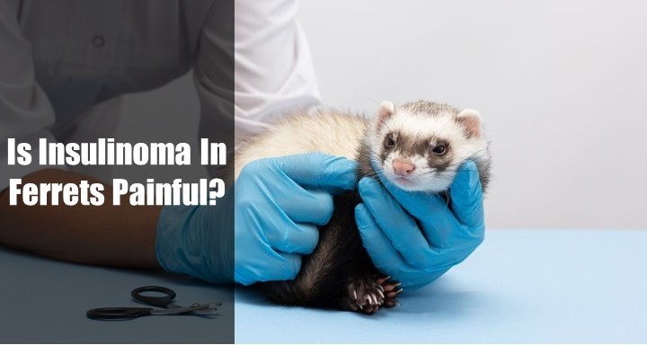 Is Insulinoma In Ferret Painful