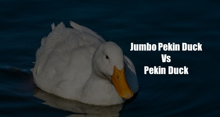 Jumbo Duck Vs Pekin Duck