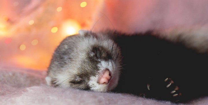 Reasons Behind Ferrets Sleeping So Much