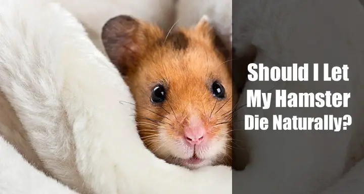 Should I Let My Hamsters Die Naturally