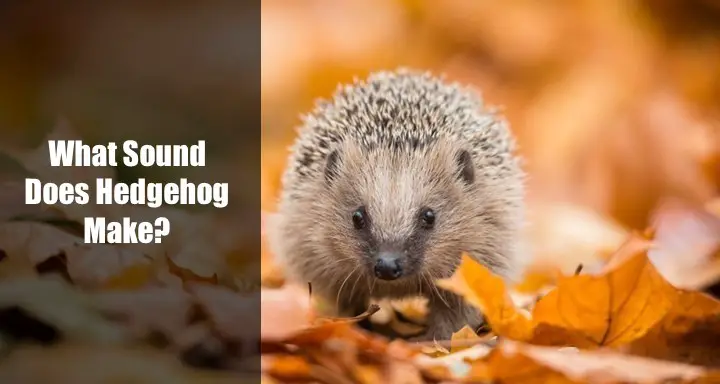 What Sound Does A Hedgehog Make