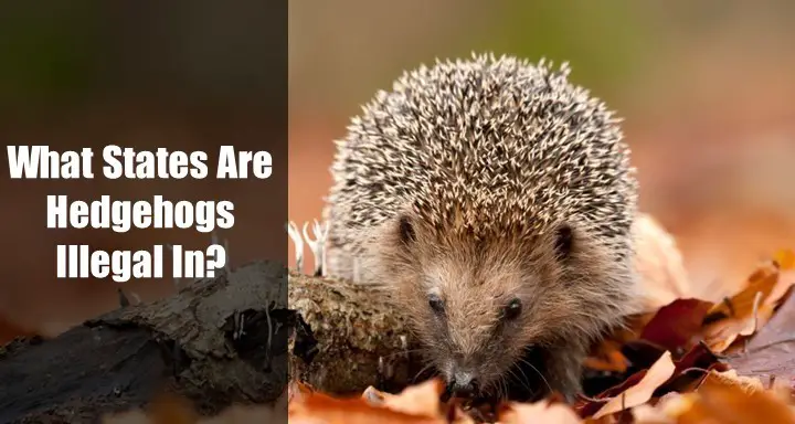 What States Are Hedgehogs Illegal In