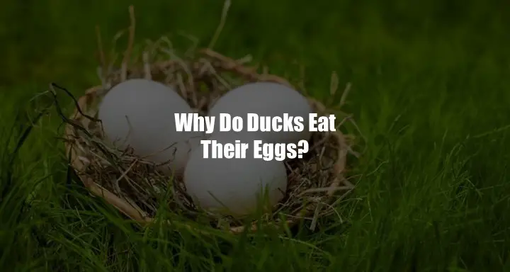 Why Do Ducks Eat Their Egg