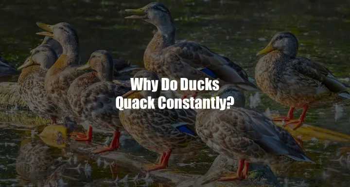 Why Do Ducks Quack Constantly