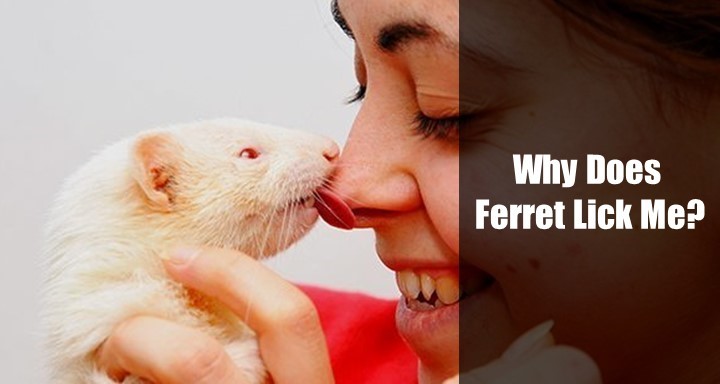Why Does My Ferret Lick Me