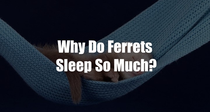 Why Does Ferret Sleep So Much