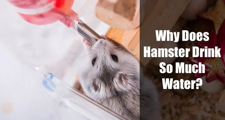 Visual Reference: Why Does My Hamster Drink So Much Water 7 Reasons