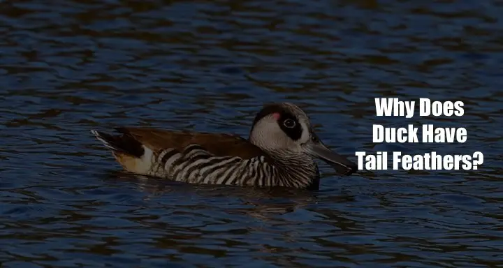Why Does a Duck Have Tail Feathers