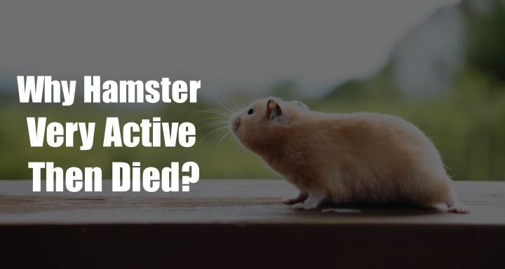 Why Hamster Very Active Then Died