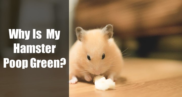 Why Is My HWhy Is My Hamster Poop Greenamster Poop Green