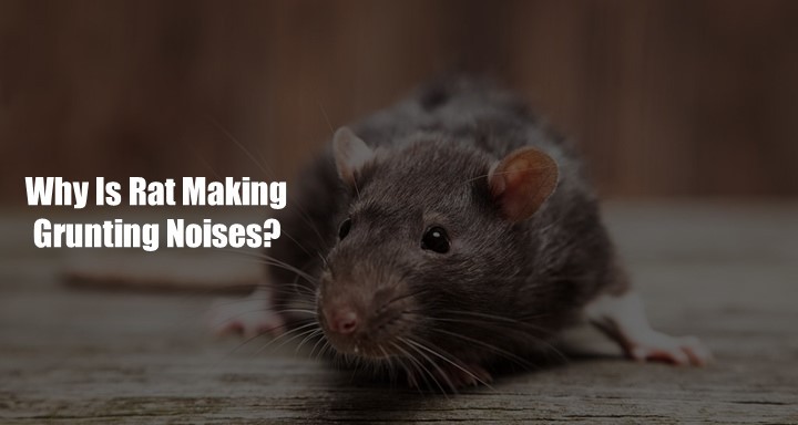 why-is-rat-making-grunting-noises-shocking-truth