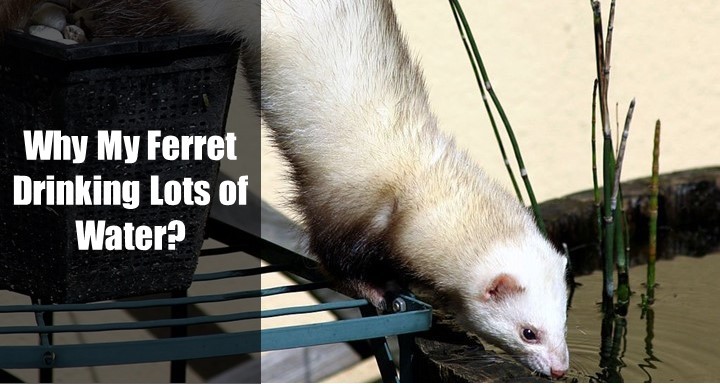 Why My Ferret Drinking Lot of Water