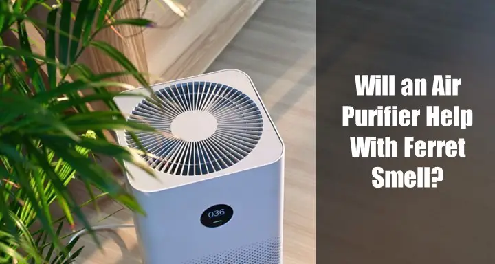 Will an Air Purifier Help With Ferret Smell