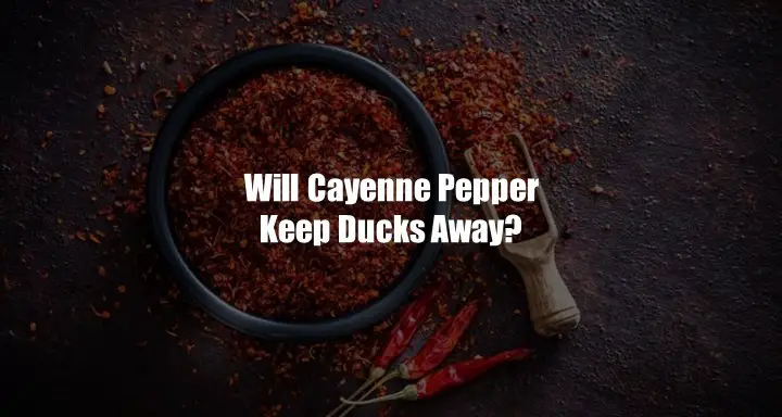 Will Cayenne Pepper Keep Duck Away
