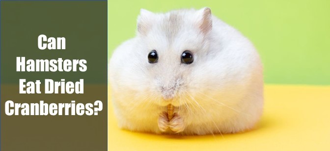 Can Hamsters Eat Dried Cranberries
