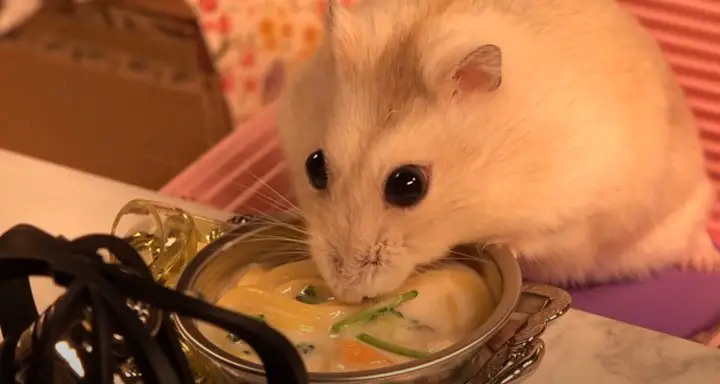Can Hamsters Eat Pasta