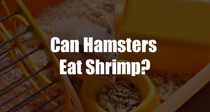 Can Hamsters Eat Shrimp