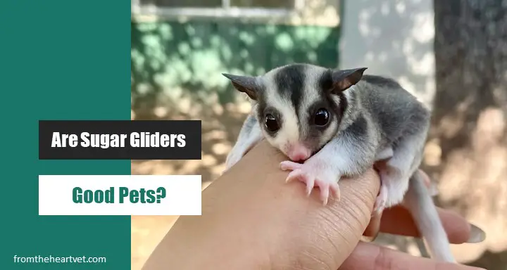 Are Sugar Gliders Good Pets