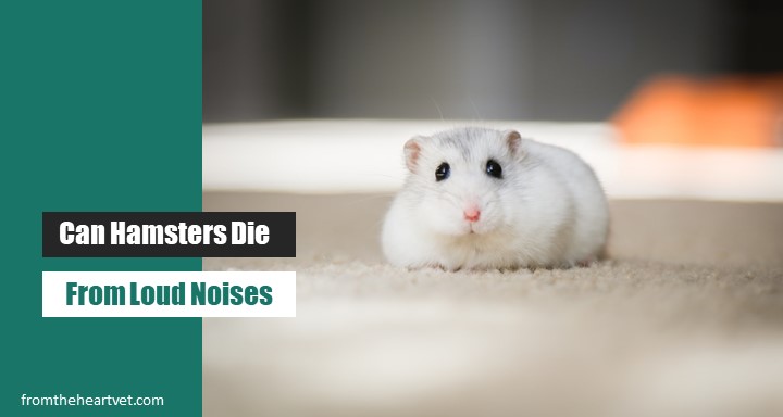 Can Hamsters Die from Loud Noises