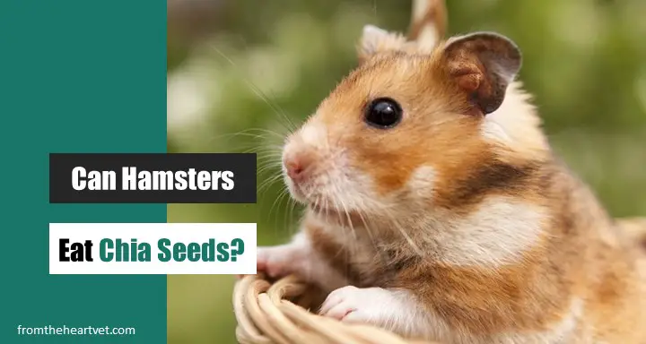 Can Hamsters Eat Chia Seeds? [Debunked]