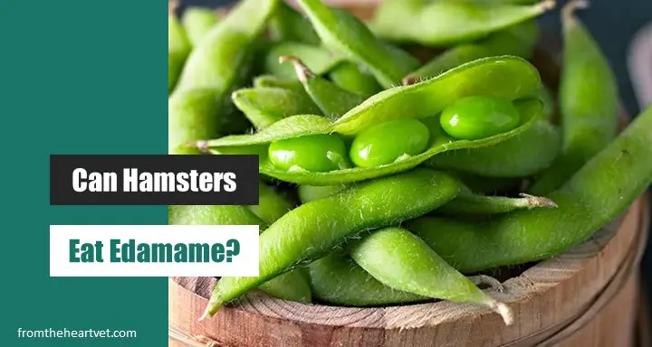 Can Hamsters Eat Edamame