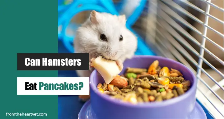 Can Hamsters Eat Pancakes