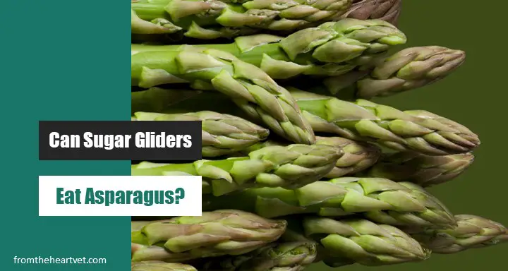 Can Sugar Gliders Eat Asparagus