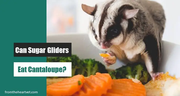 Can Sugar Gliders Eat Cantaloupe