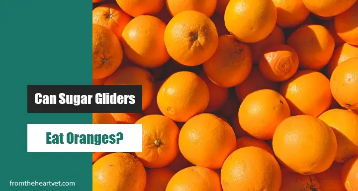 Can Sugar Gliders Eat Oranges
