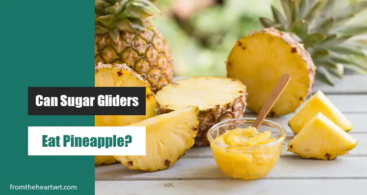 Can Sugar Gliders Eat Pineapple