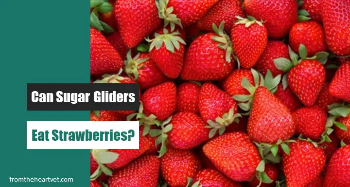 Can Sugar Gliders Eat Strawberries