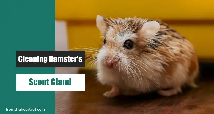 Cleaning a Dwarf Hamster’s Scent Gland