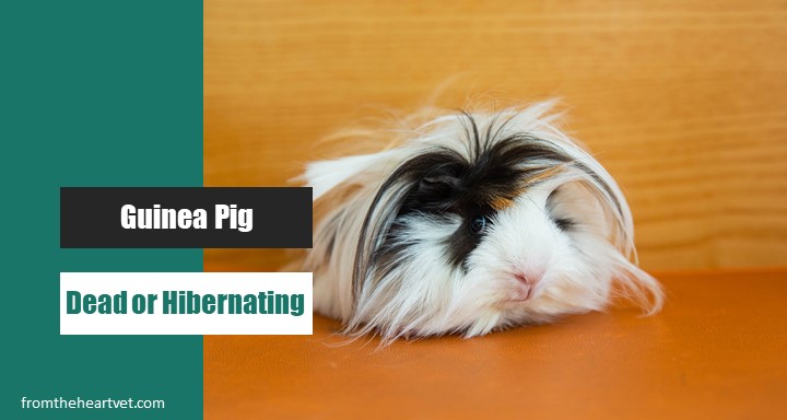 Guinea Pig