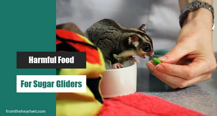Harmful food list for sugar gliders