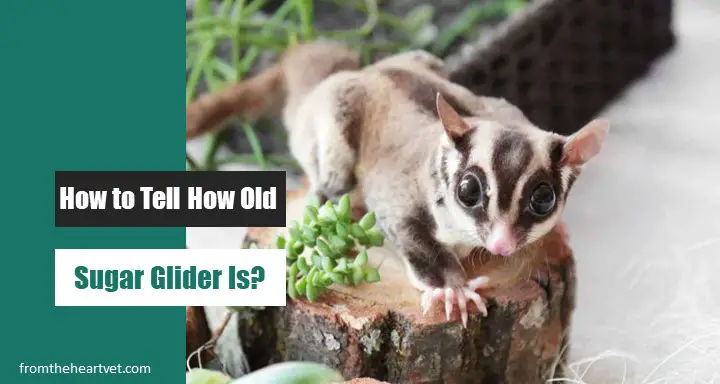 How to Tell How Old a Sugar Glider Is