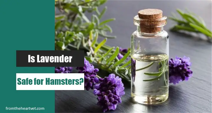 Is Lavender Safe for Hamsters