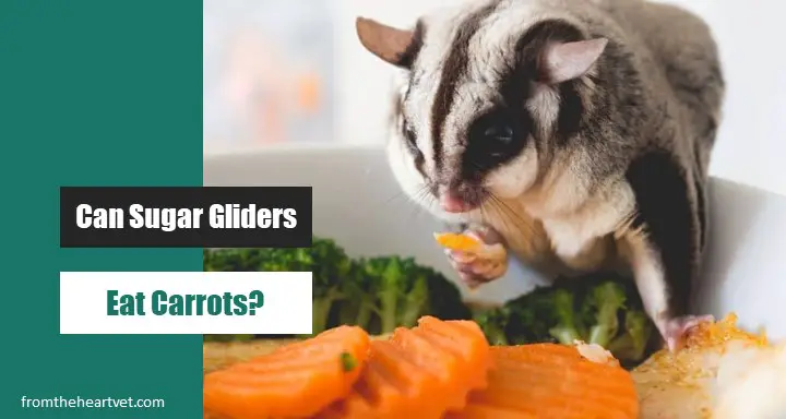 Sugar Gliders Eat Carrots