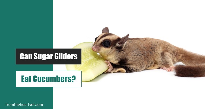 Sugar Gliders Eat Cucumber