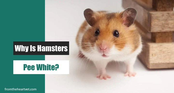 Why Is My Hamsters Pee White