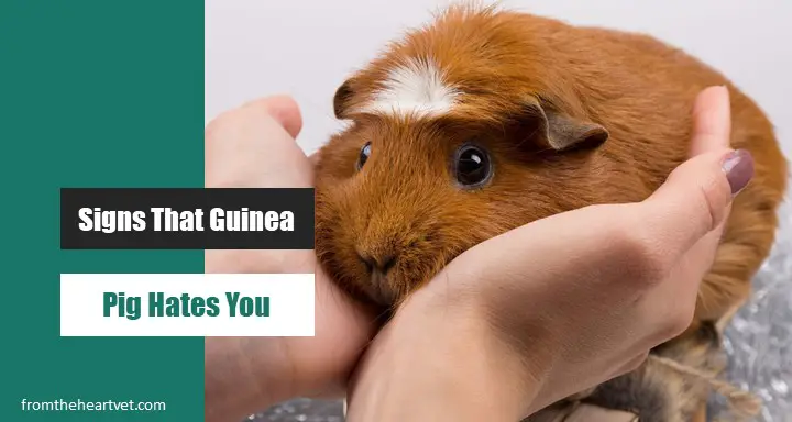 7 Signs that Your Pet Guinea Pig Hates You