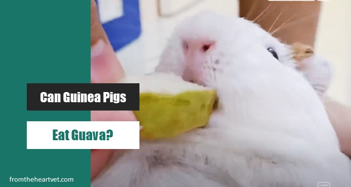 Can Guinea Pigs Eat Guava