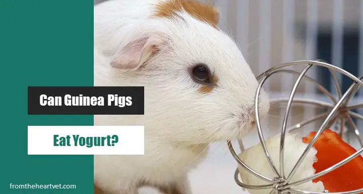 Can Guinea Pigs Eat Yogurt