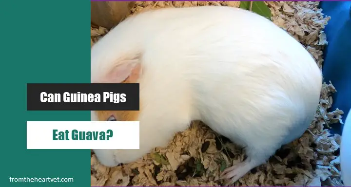 Guinea Pig Lying on Side Twitching