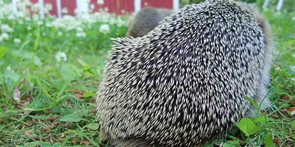 Position of Hedgehog Quills