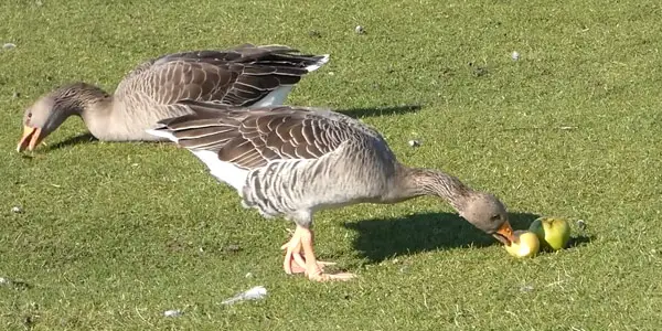 What Other Fruits Can Geese Eat