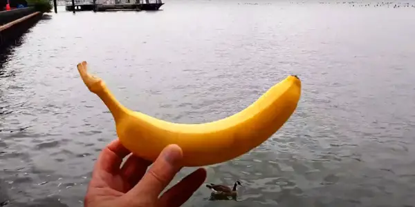 Why Are Bananas Beneficial to Geese