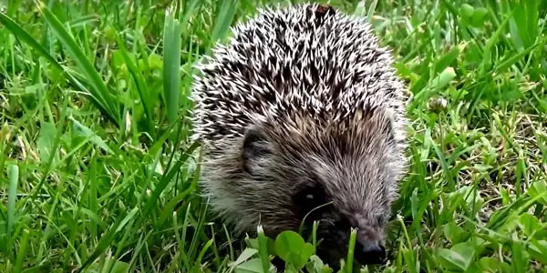 Why do Hedgehogs Have Quills