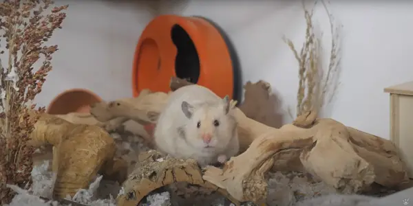 3 Easy Prevention Methods for Hamsters' Death